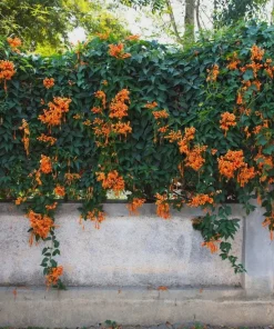 3 Trumpet Creeper Vine (Campsis radicans) Live Plants - Quart Pot - Image 7