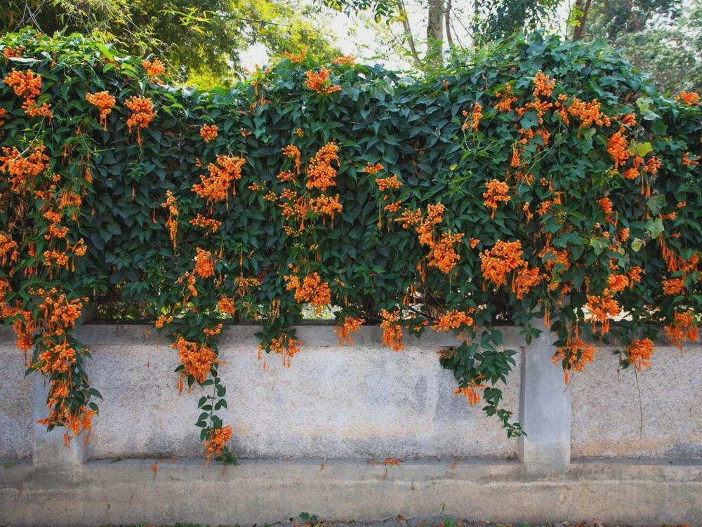 3 Trumpet Creeper Vine (Campsis radicans) Live Plants - Quart Pot - Image 7