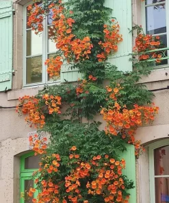 3 Trumpet Creeper Vine (Campsis radicans) Live Plants - Quart Pot - Image 8