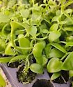 3 Vanilla Bean Orchid Plant (Vanilla planifolia) Live Vine, Tropical Indoor/Outdoor - Image 2