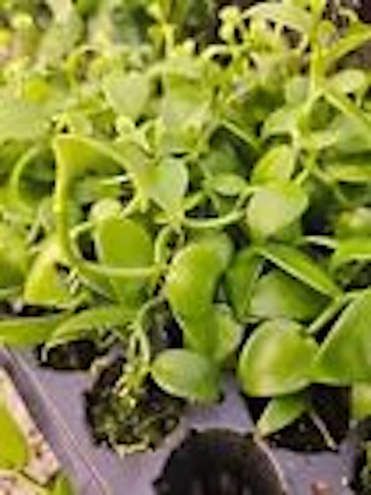 3 Vanilla Bean Orchid Plant (Vanilla planifolia) Live Vine, Tropical Indoor/Outdoor - Image 2