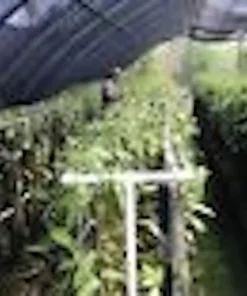 3 Vanilla Bean Orchid Plant (Vanilla planifolia) Live Vine, Tropical Indoor/Outdoor - Image 3
