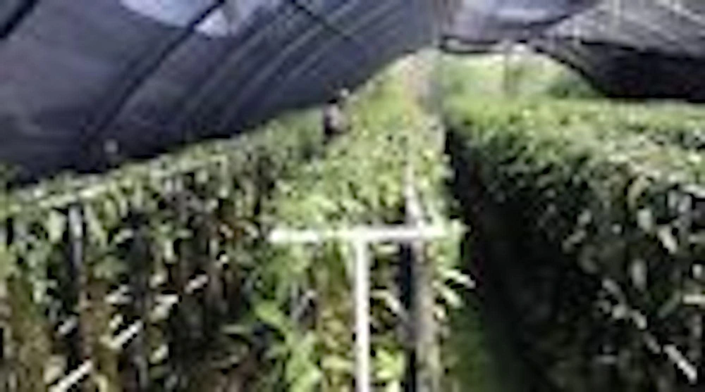 3 Vanilla Bean Orchid Plant (Vanilla planifolia) Live Vine, Tropical Indoor/Outdoor - Image 3