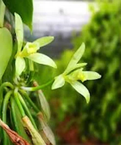 3 Vanilla Bean Orchid Plant (Vanilla planifolia) Live Vine, Tropical Indoor/Outdoor - Image 4