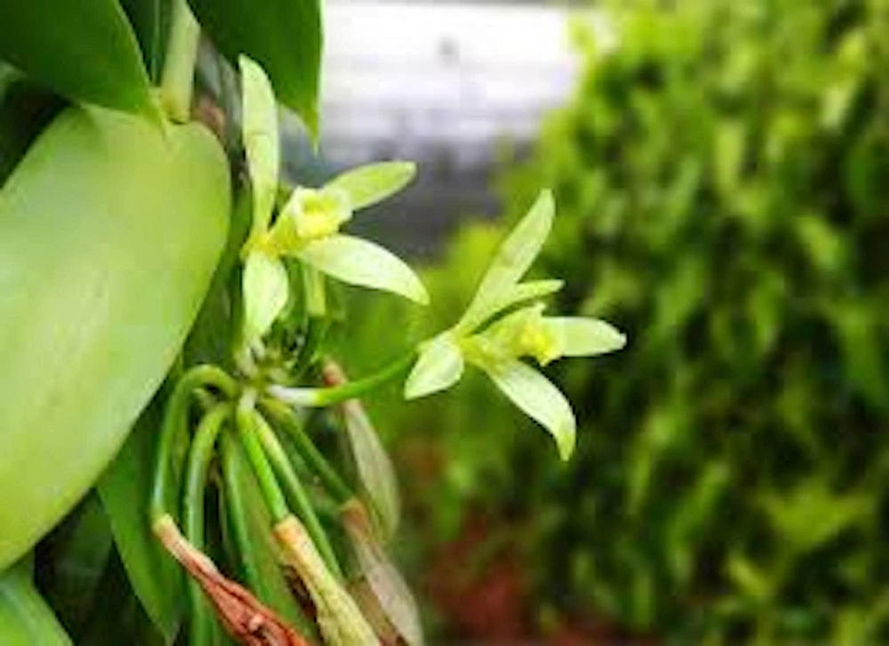 3 Vanilla Bean Orchid Plant (Vanilla planifolia) Live Vine, Tropical Indoor/Outdoor - Image 4
