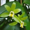 3 Vanilla Bean Orchid Plant (Vanilla planifolia) Live Vine, Tropical Indoor/Outdoor - Image 1