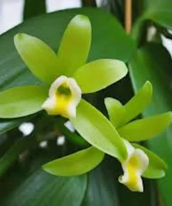 3 Vanilla Bean Orchid Plant (Vanilla planifolia) Live Vine, Tropical Indoor/Outdoor - Image 1