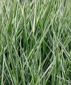 3 Variegated Monkey Grass Bare Roots - Lilyturf Liriope muscari 'Variegata' - Image 2