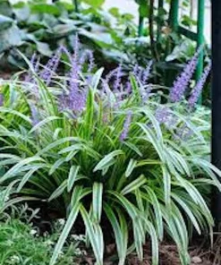 3 Variegated Monkey Grass Bare Roots - Lilyturf Liriope muscari 'Variegata' - Image 1