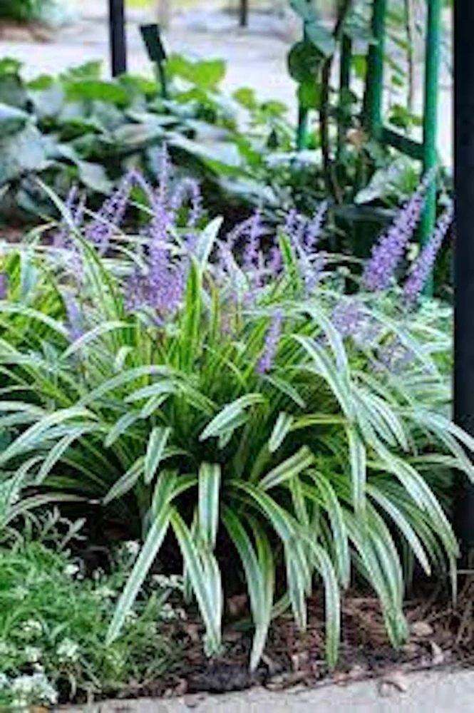 3 Variegated Monkey Grass Bare Roots - Lilyturf Liriope muscari 'Variegata' - Image 1