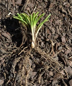 3 Variegated Monkey Grass Bare Roots - Lilyturf Liriope muscari 'Variegata' - Image 4