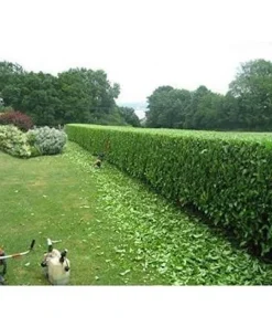 3 Viburnum Suspensum Live Shrub Starter Plants – 4-8 inches Tall - Image 2