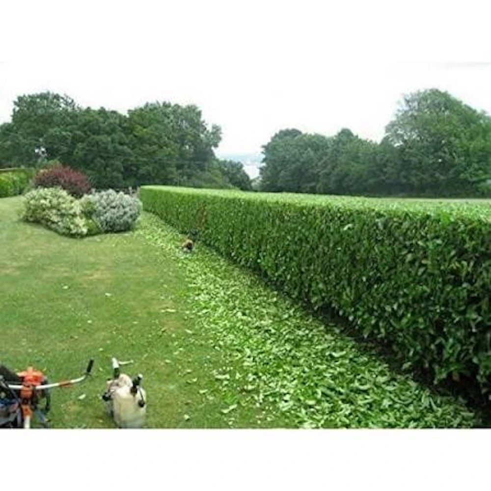 3 Viburnum Suspensum Live Shrub Starter Plants – 4-8 inches Tall - Image 2