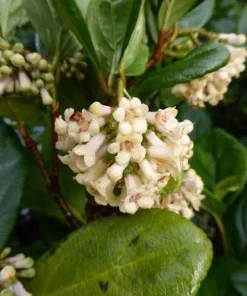 3 Viburnum Suspensum Live Shrub Starter Plants – 4-8 inches Tall - Image 3