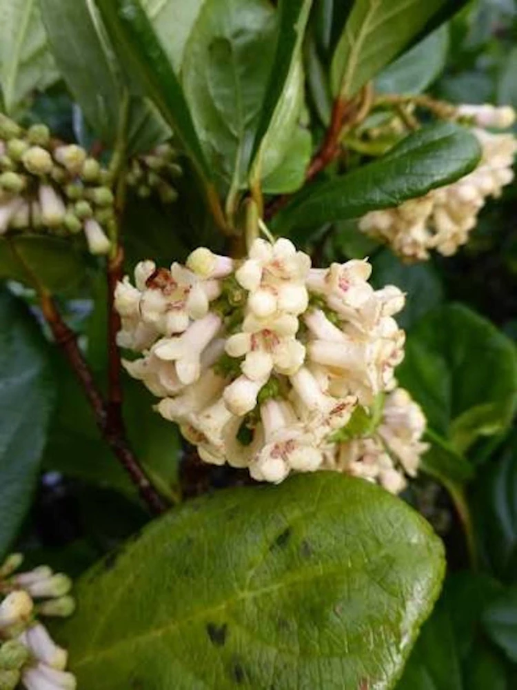 3 Viburnum Suspensum Live Shrub Starter Plants – 4-8 inches Tall - Image 3