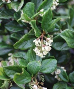 3 Viburnum Suspensum Live Shrub Starter Plants – 4-8 inches Tall - Image 5
