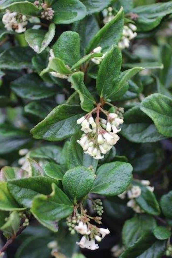 3 Viburnum Suspensum Live Shrub Starter Plants – 4-8 inches Tall - Image 5