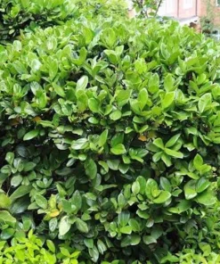 3 Viburnum Suspensum Live Shrub Starter Plants – 4-8 inches Tall - Image 6