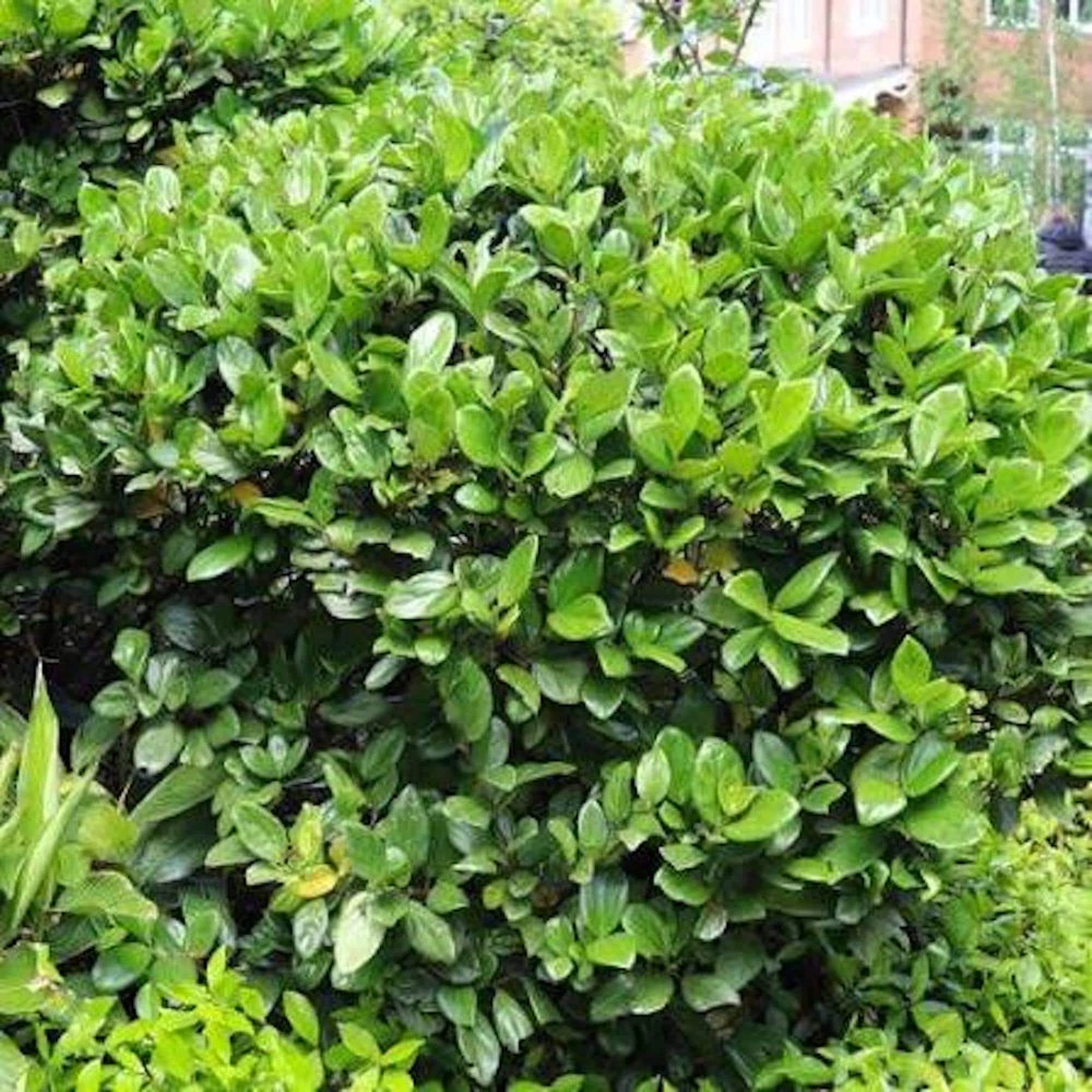 3 Viburnum Suspensum Live Shrub Starter Plants – 4-8 inches Tall - Image 6