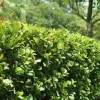 3 Viburnum Suspensum Live Shrub Starter Plants – 4-8 inches Tall - Image 1