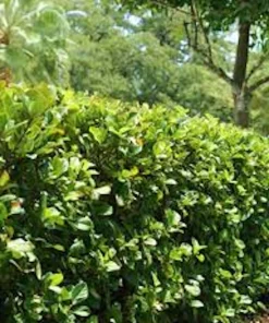 3 Viburnum Suspensum Live Shrub Starter Plants – 4-8 inches Tall - Image 1