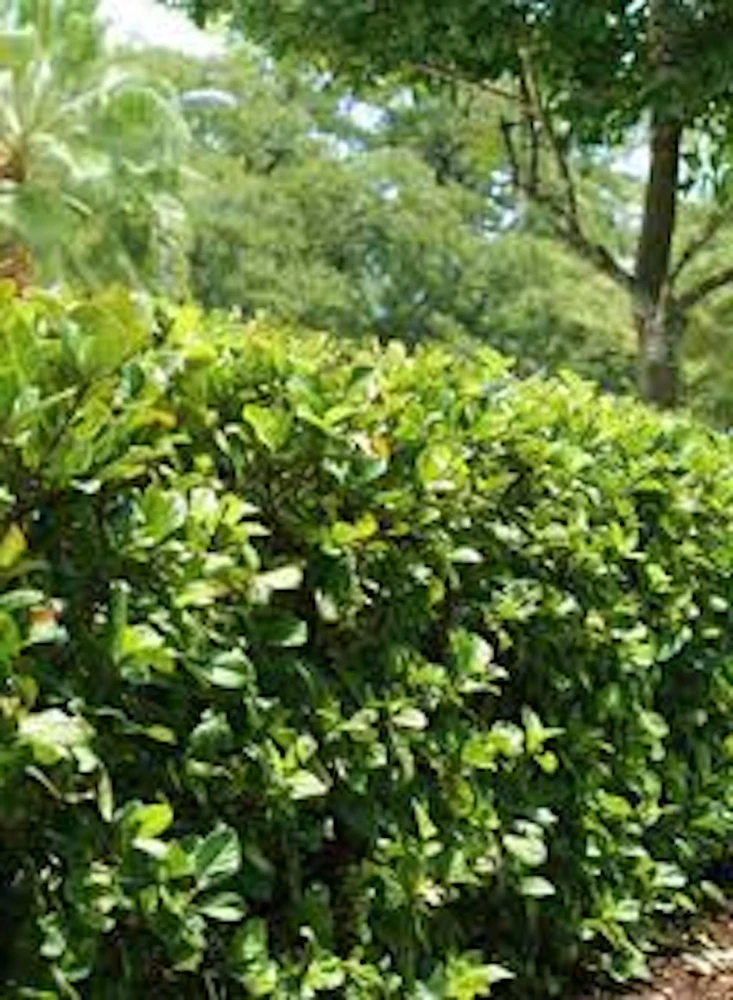 3 Viburnum Suspensum Live Shrub Starter Plants – 4-8 inches Tall - Image 1