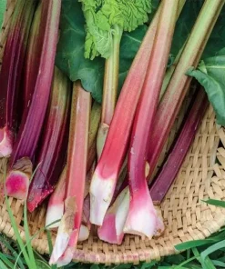 3 Victoria Rhubarb Bare Root Starter Plants - Heirloom Perennial Vegetable - Image 6