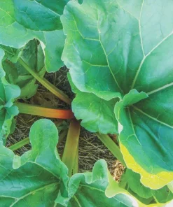 3 Victoria Rhubarb Bare Root Starter Plants - Heirloom Perennial Vegetable - Image 8