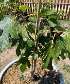 3 Violette de Bordeaux Fig Tree Starter Plugs - Dwarf, Self-Pollinating Live Plants - Image 3