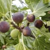 3 Violette de Bordeaux Fig Tree Starter Plugs - Dwarf, Self-Pollinating Live Plants - Image 1