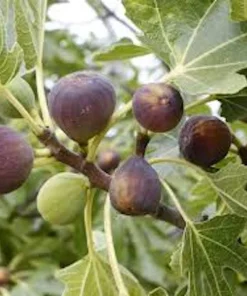 3 Violette de Bordeaux Fig Tree Starter Plugs - Dwarf, Self-Pollinating Live Plants - Image 1