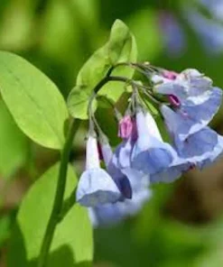 3 Virginia Bluebell Bare Root Plants - Mertensia virginica Wildflower - Image 2