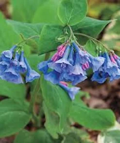 3 Virginia Bluebell Bare Root Plants - Mertensia virginica Wildflower - Image 5
