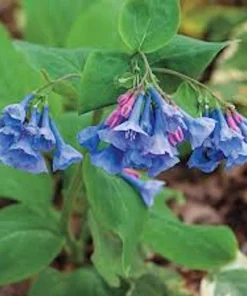3 Virginia Bluebell Bare Root Plants - Mertensia virginica Wildflower - Image 1