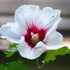 3 White Rose of Sharon Hibiscus syriacus Live Plant - 12-24" Tall, Quart Pot - Image 1