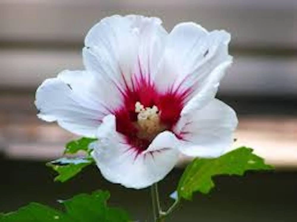 3 White Rose of Sharon Hibiscus syriacus Live Plant - 12-24" Tall, Quart Pot - Image 1