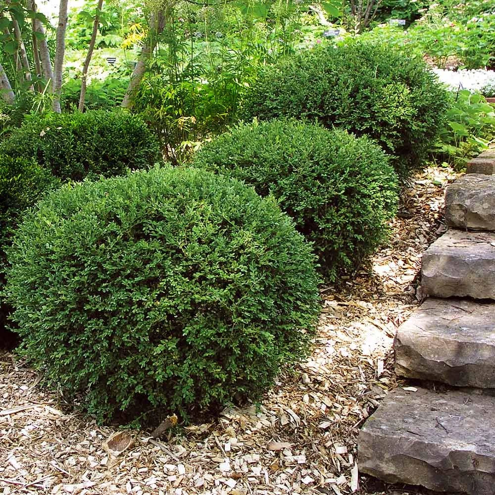 3 Wintergreen Boxwood Hedge Starter Plug - Live Evergreen Shrub, 2-4" Tall, Outdoor - Image 3