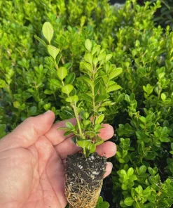 3 Wintergreen Boxwood Hedge Starter Plug - Live Evergreen Shrub, 2-4