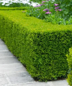 3 Wintergreen Boxwood Hedge Starter Plug - Live Evergreen Shrub, 2-4
