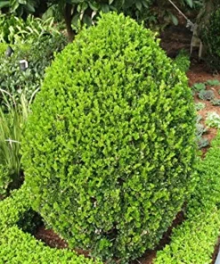 3 Wintergreen Boxwood Hedge Starter Plug - Live Evergreen Shrub, 2-4