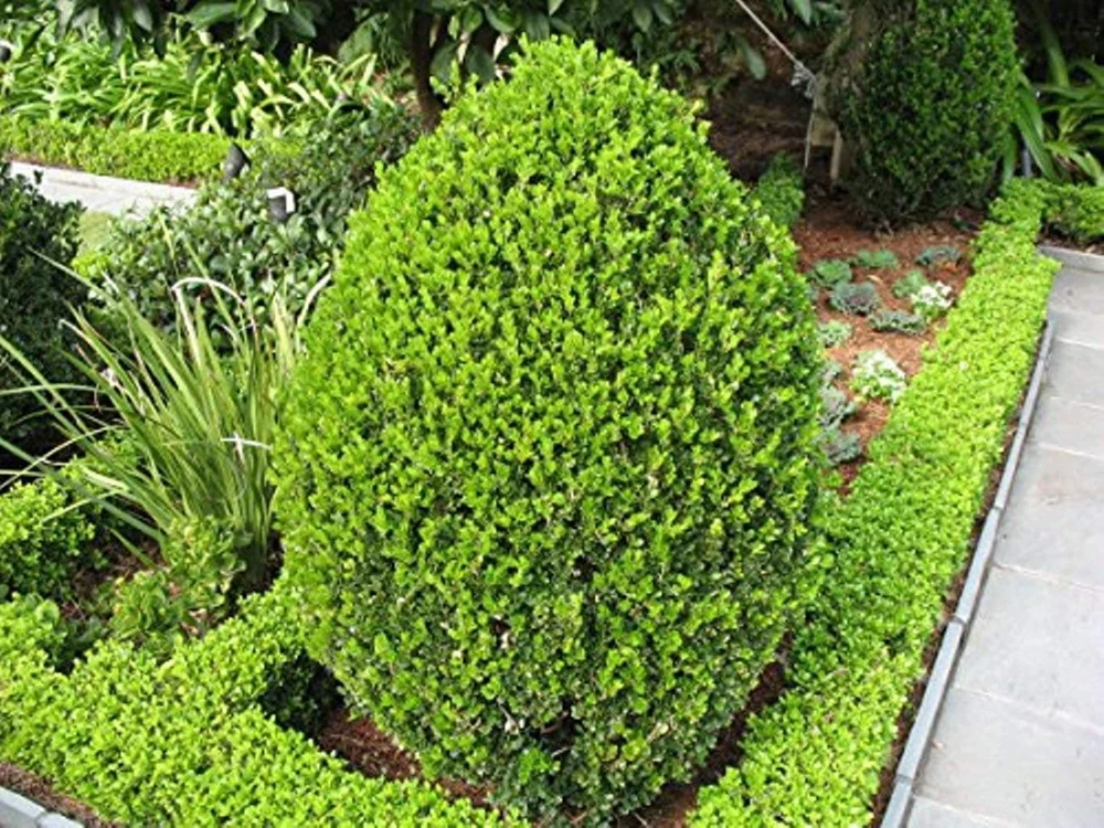 3 Wintergreen Boxwood Hedge Starter Plug - Live Evergreen Shrub, 2-4" Tall, Outdoor - Image 6