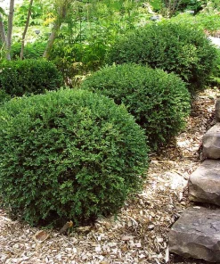 3 Wintergreen Boxwood Hedge Starter Plug - Live Evergreen Shrub, 2-4