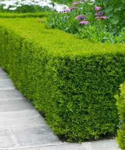 3 Wintergreen Boxwood Hedge Starter Plug - Live Evergreen Shrub, 2-4