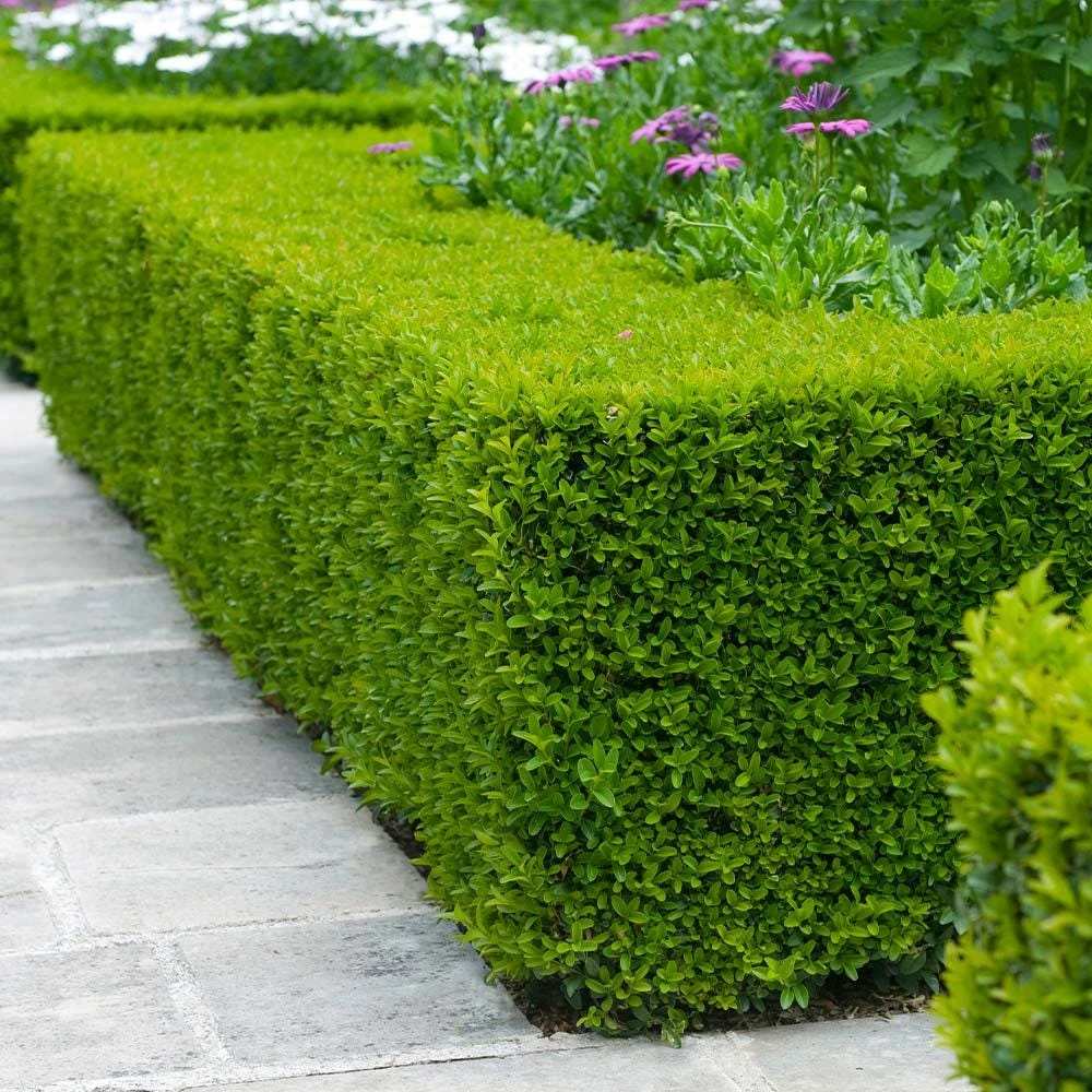 3 Wintergreen Boxwood Hedge Starter Plug - Live Evergreen Shrub, 2-4" Tall, Outdoor - Image 1