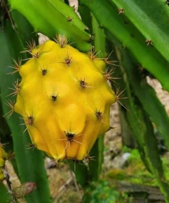 3 Yellow Dragon Fruit Starter Plugs - Live Pitaya Plant - Selenicereus megalanthus - Image 2