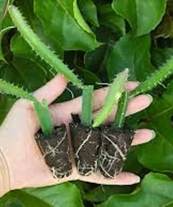 3 Yellow Dragon Fruit Starter Plugs - Live Pitaya Plant - Selenicereus megalanthus - Image 3