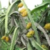 3 Yellow Dragon Fruit Starter Plugs - Live Pitaya Plant - Selenicereus megalanthus - Image 1