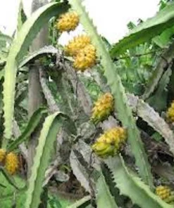 3 Yellow Dragon Fruit Starter Plugs - Live Pitaya Plant - Selenicereus megalanthus - Image 1