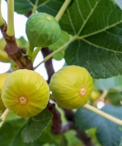 3 Yellow Long Neck Fig Tree Live Plant Starter Plugs - Ficus carica - Image 2
