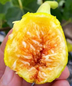 3 Yellow Long Neck Fig Tree Live Plant Starter Plugs - Ficus carica - Image 8
